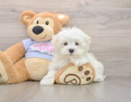 8 week old Maltese Puppy For Sale - Simply Southern Pups