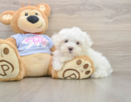 7 week old Maltese Puppy For Sale - Simply Southern Pups