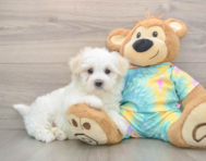 7 week old Maltese Puppy For Sale - Simply Southern Pups