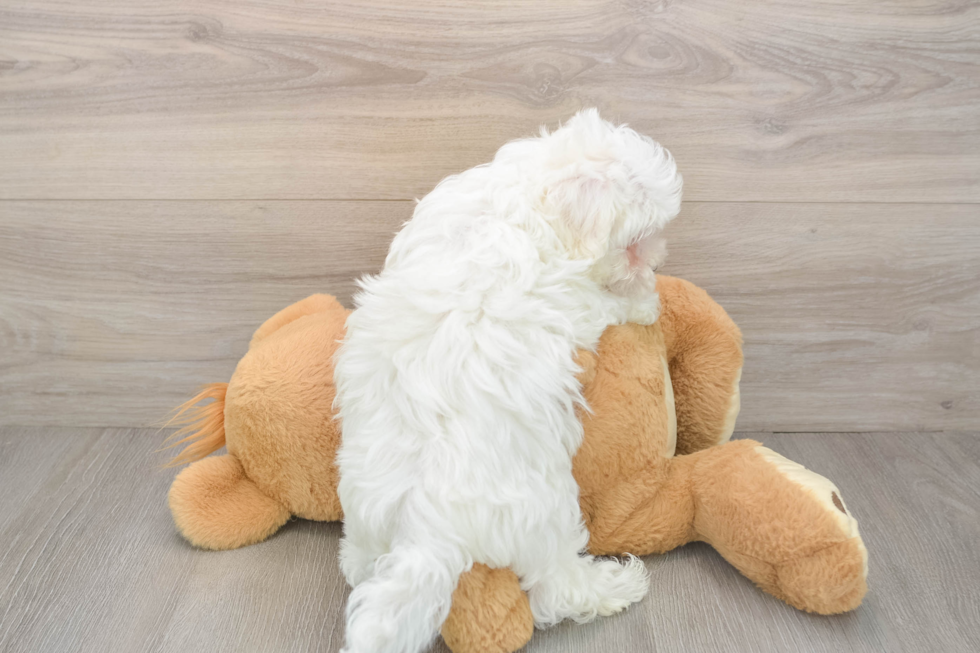 Maltese Puppy for Adoption