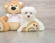 7 week old Maltese Puppy For Sale - Simply Southern Pups