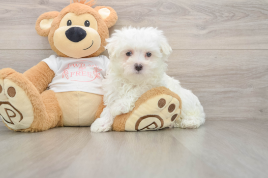 Friendly Maltese Purebred Pup
