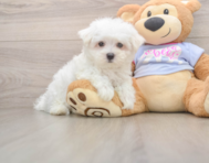 7 week old Maltese Puppy For Sale - Simply Southern Pups