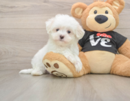 7 week old Maltese Puppy For Sale - Simply Southern Pups