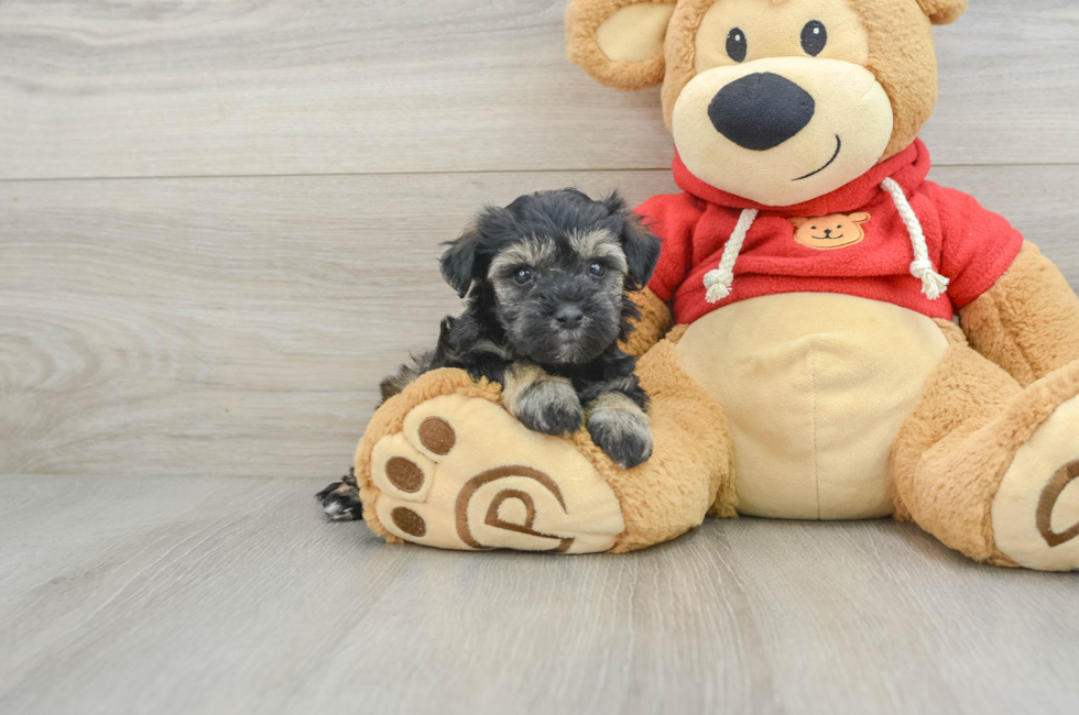 8 week old Mini Schnoodle Puppy For Sale - Simply Southern Pups