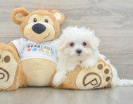 8 week old Maltese Puppy For Sale - Simply Southern Pups