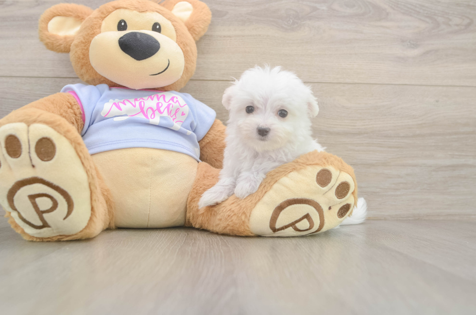 8 week old Maltese Puppy For Sale - Simply Southern Pups