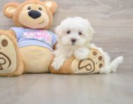 8 week old Maltese Puppy For Sale - Simply Southern Pups