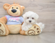 7 week old Maltese Puppy For Sale - Simply Southern Pups