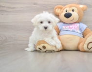 8 week old Maltese Puppy For Sale - Simply Southern Pups