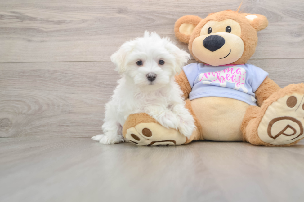 Maltese Puppy for Adoption