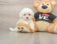 7 week old Maltese Puppy For Sale - Simply Southern Pups