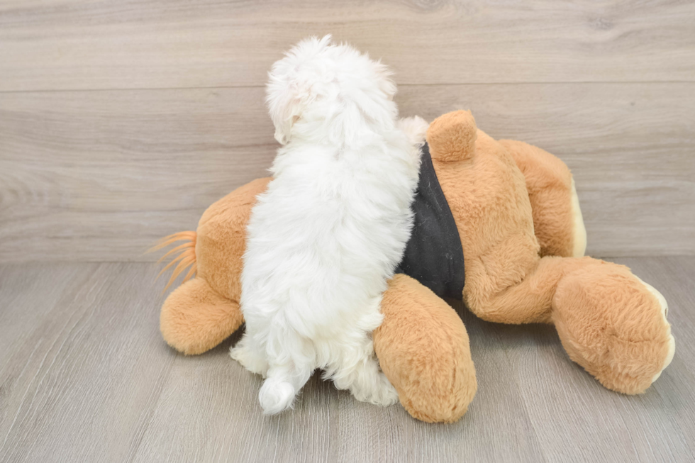Best Maltese Baby