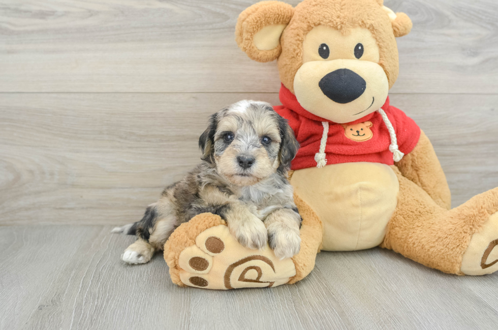 8 week old Mini Schnoodle Puppy For Sale - Simply Southern Pups