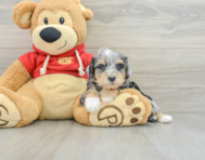 8 week old Mini Schnoodle Puppy For Sale - Simply Southern Pups