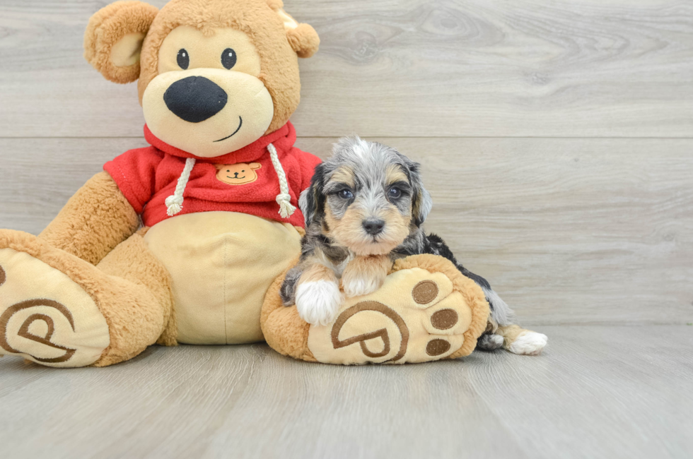 8 week old Mini Schnoodle Puppy For Sale - Simply Southern Pups