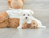 9 week old Maltese Puppy For Sale - Simply Southern Pups