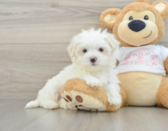 8 week old Maltese Puppy For Sale - Simply Southern Pups