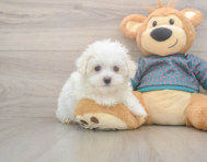8 week old Maltese Puppy For Sale - Simply Southern Pups