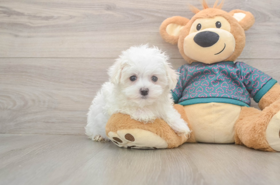 8 week old Maltese Puppy For Sale - Simply Southern Pups