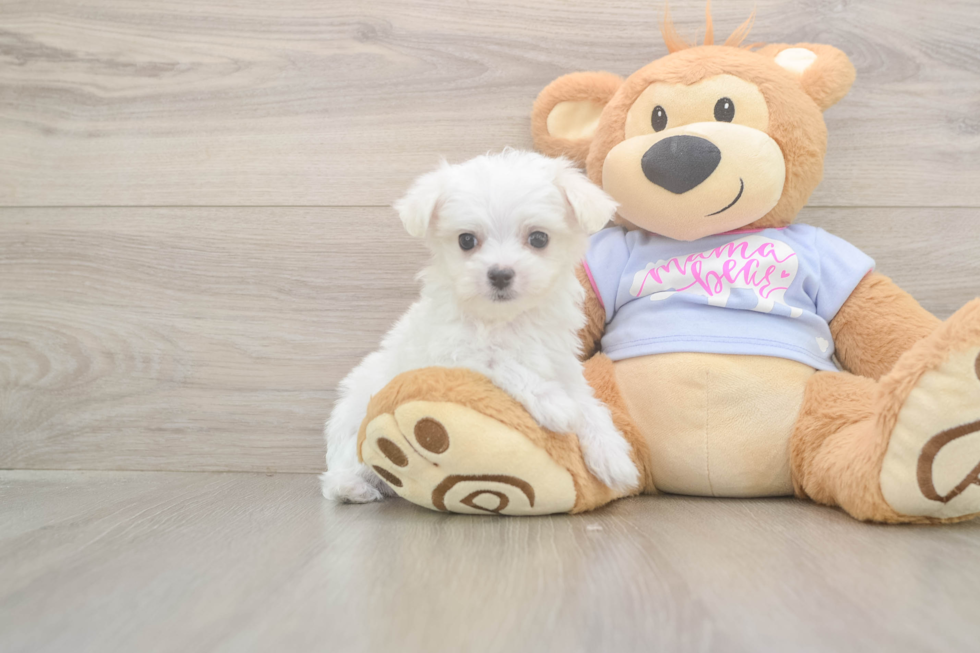 Hypoallergenic Maltese Purebred Pup