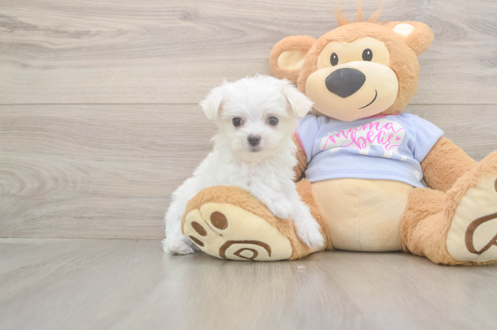 8 week old Maltese Puppy For Sale - Simply Southern Pups