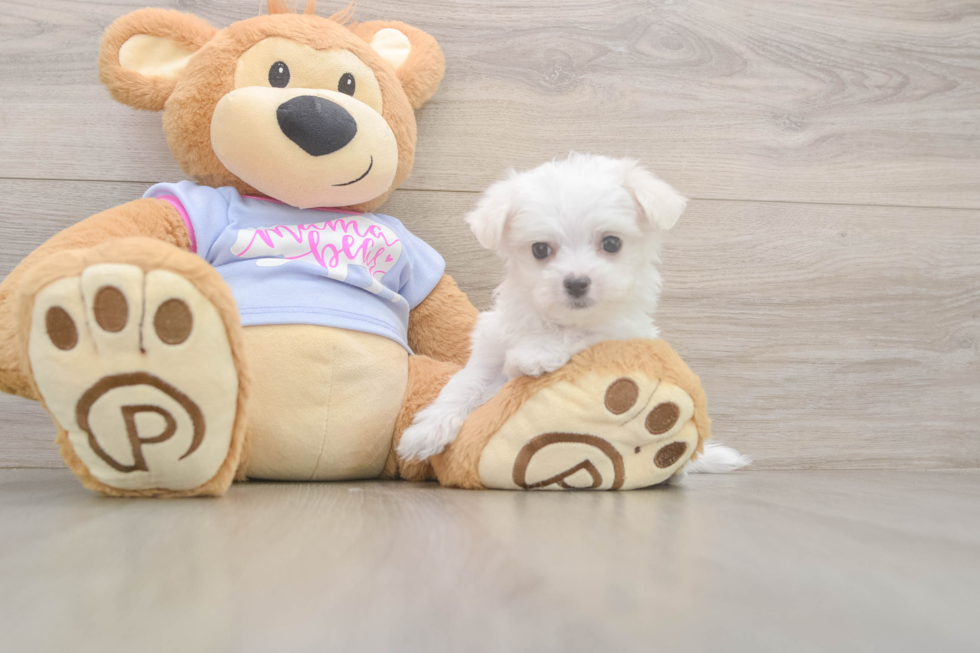 Maltese Puppy for Adoption