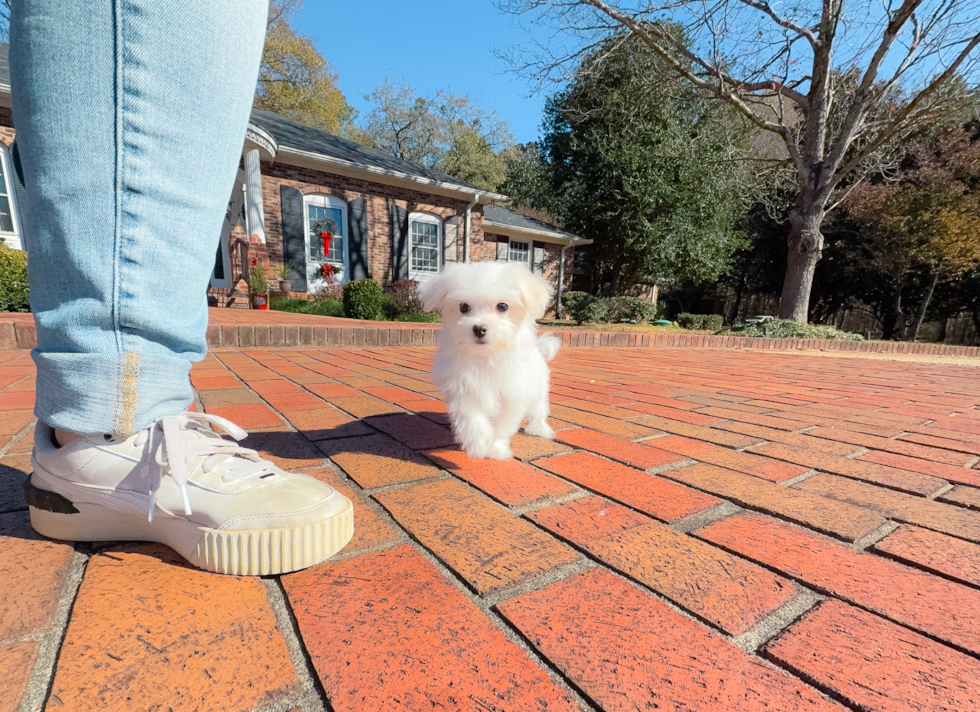 Maltese Puppy for Adoption