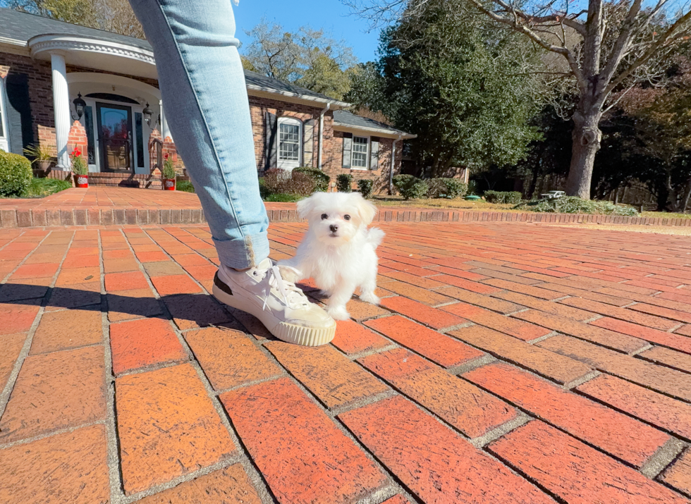 Cute Maltese Purebred Puppy