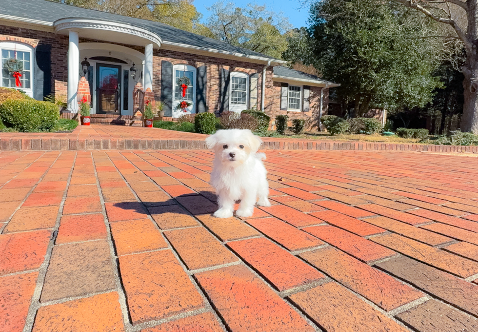 Cute Maltese Baby
