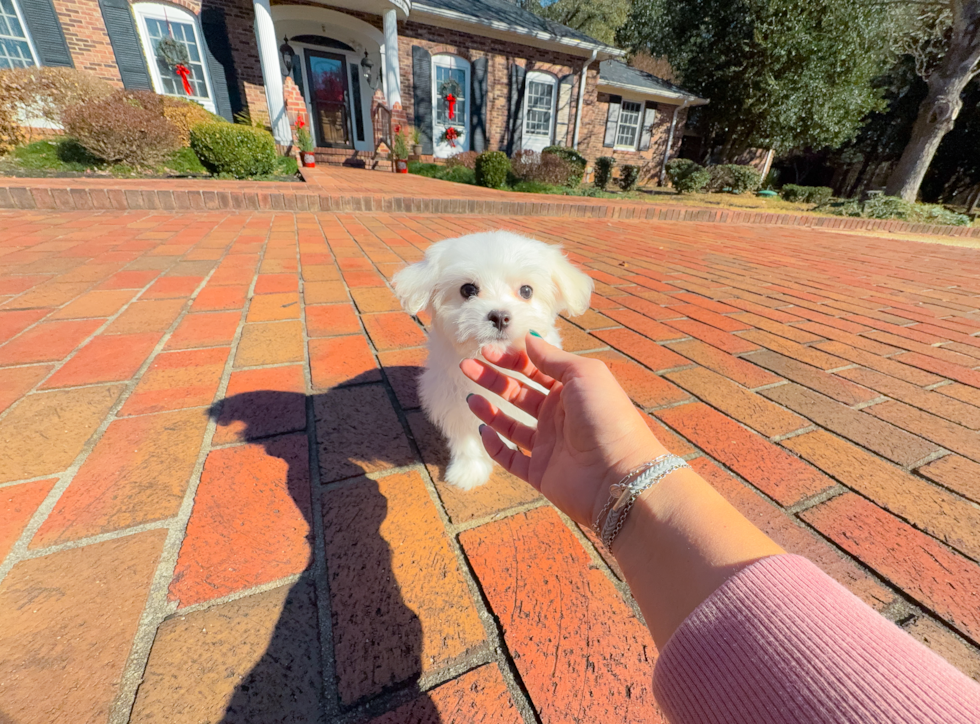 Maltese Puppy for Adoption