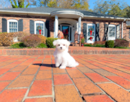 11 week old Maltese Puppy For Sale - Simply Southern Pups
