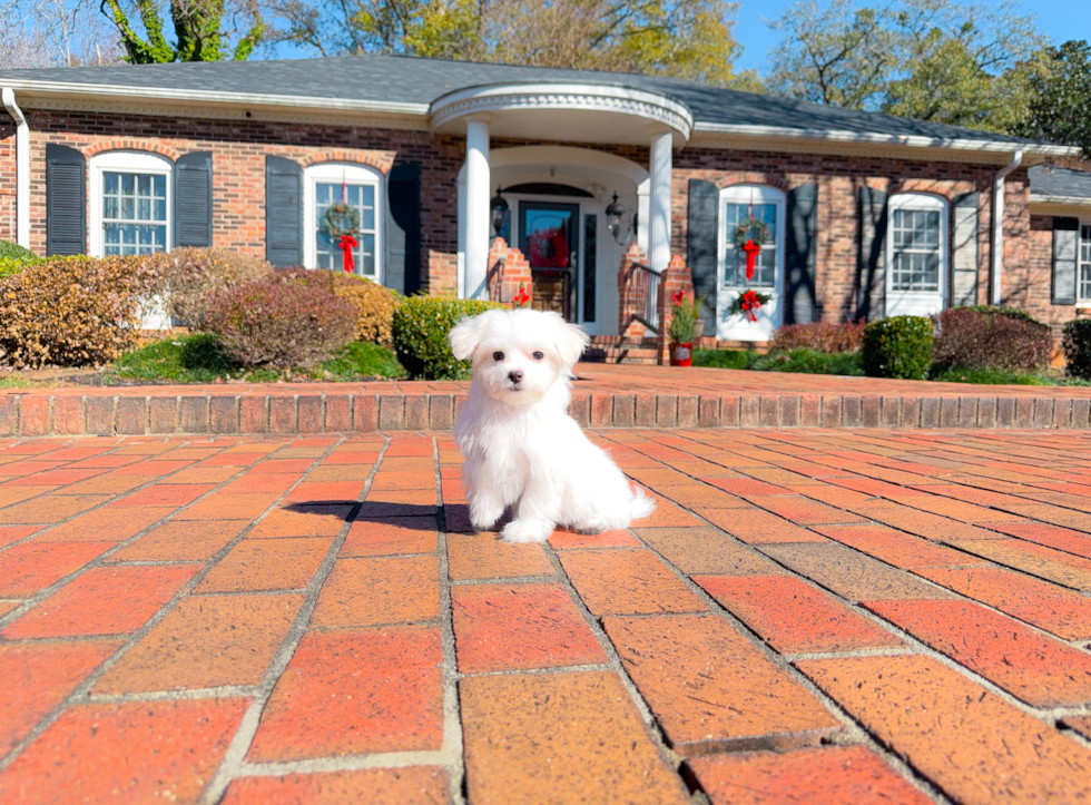 Maltese Pup Being Cute