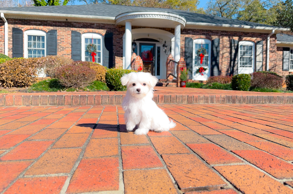 11 week old Maltese Puppy For Sale - Simply Southern Pups