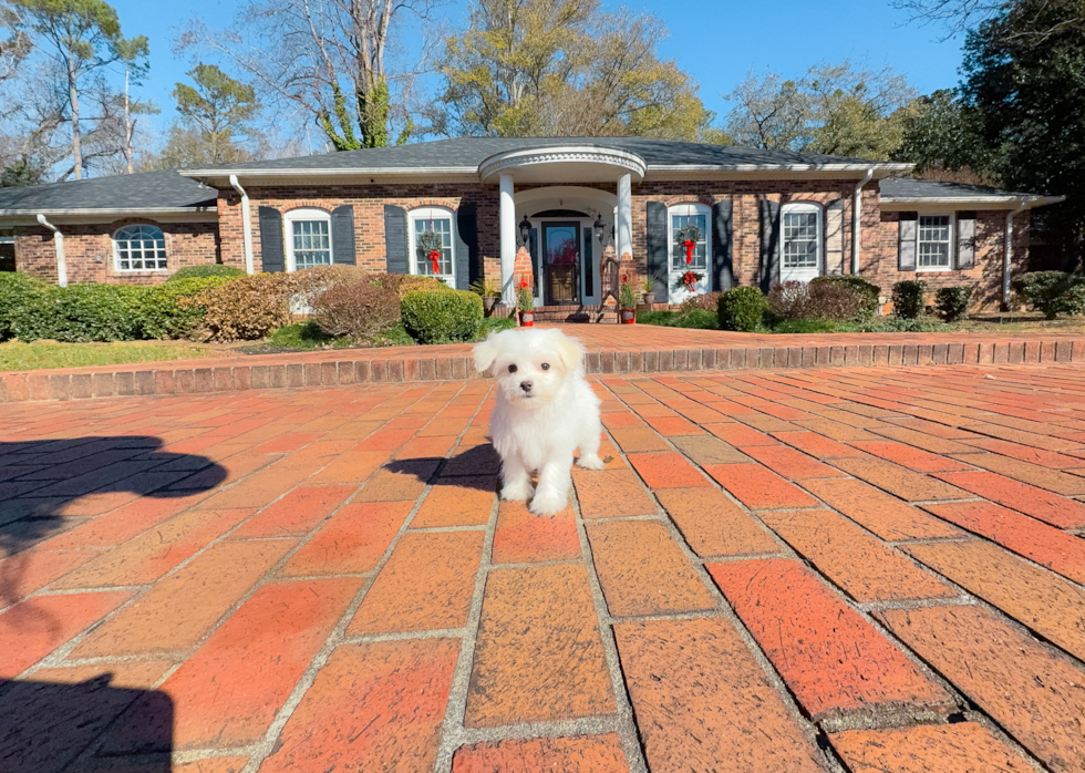 Maltese Pup Being Cute