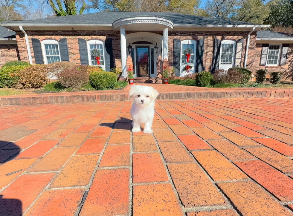 Cute Maltese Baby