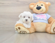 7 week old Maltese Puppy For Sale - Simply Southern Pups