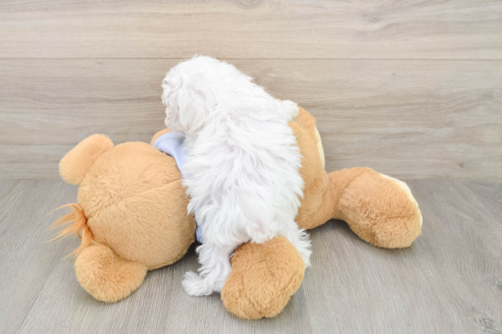 Maltese Puppy for Adoption