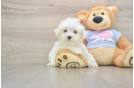 Maltese Pup Being Cute
