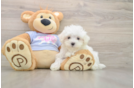 Maltese Pup Being Cute
