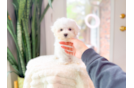 Cute Maltese Baby