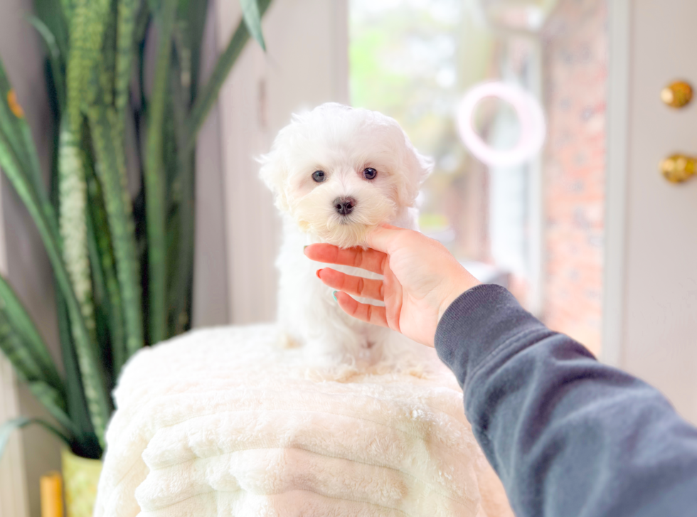 Cute Maltese Baby