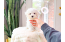 Cute Maltese Purebred Puppy
