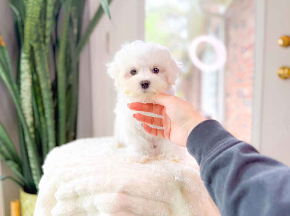 Cute Maltese Purebred Puppy