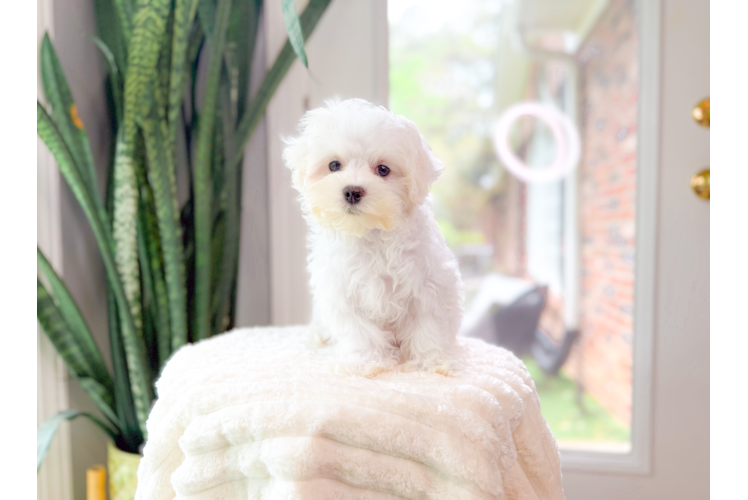 Cute Maltese Purebred Pup