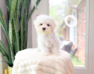 10 week old Maltese Puppy For Sale - Simply Southern Pups