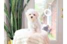Cute Maltese Purebred Pup