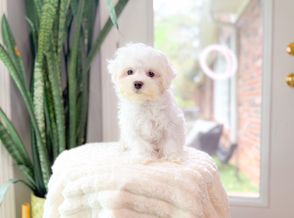 Cute Maltese Purebred Pup