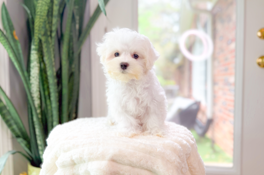 Cute Maltese Purebred Pup