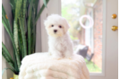 Maltese Puppy for Adoption